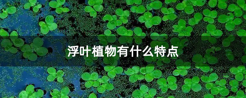常见的浮水花卉有哪些