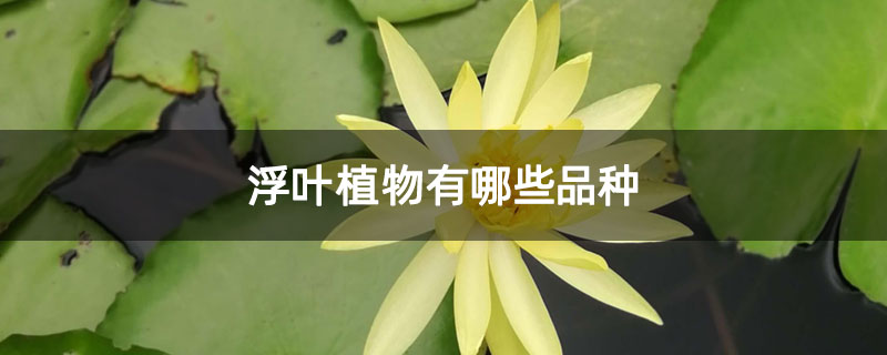 浮叶植物有哪些品种