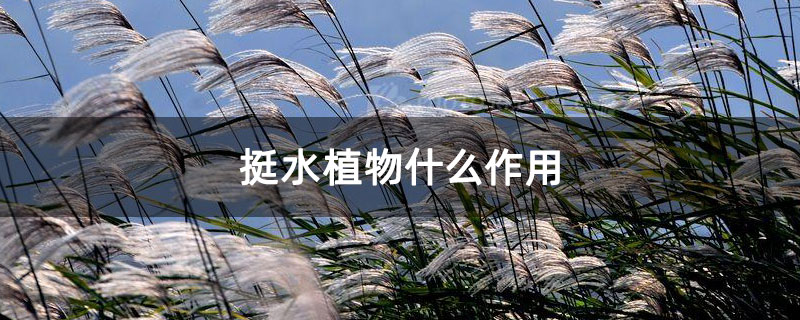 挺水植物什么作用