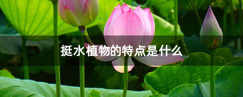 挺水植物的特点是什么