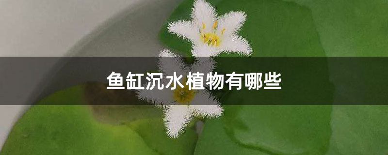 鱼缸沉水植物有哪些