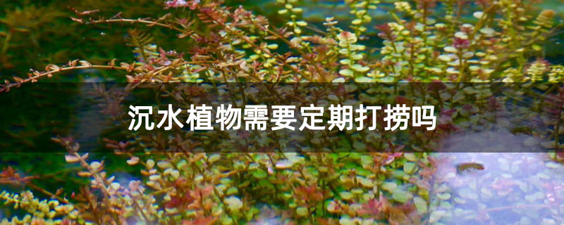 沉水植物需要定期打捞吗