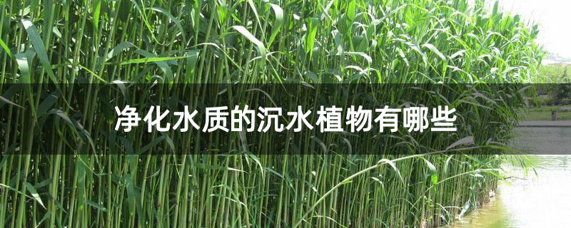 净化水质的沉水植物有哪些