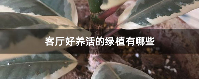 客厅好养活的绿植有哪些