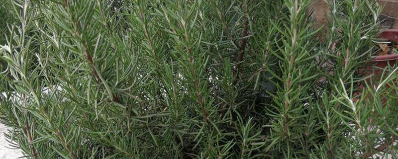 百里香适合在湖北种植吗
