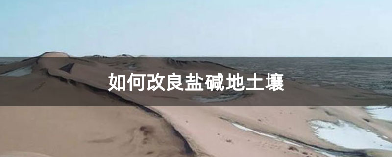 如何改良盐碱地土壤
