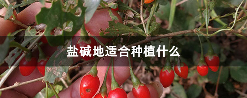 盐碱地适合种植什么