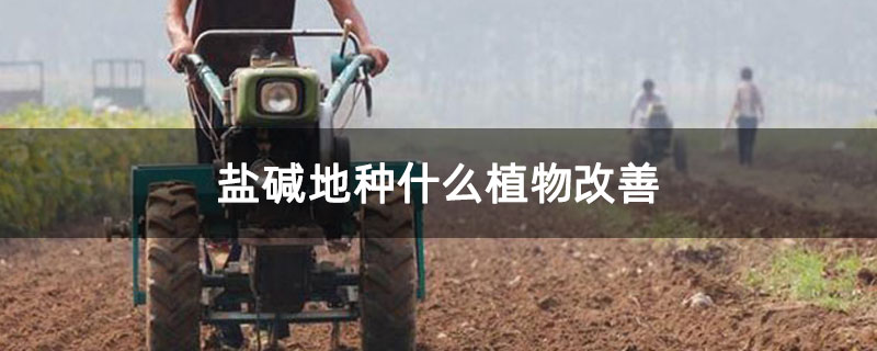 盐碱地种什么植物改善