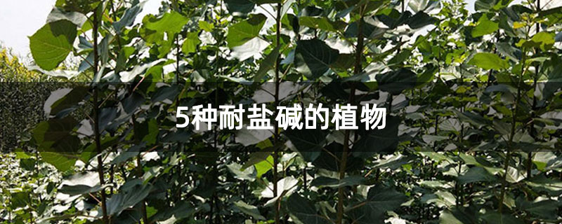 5种耐盐碱的植物