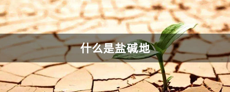 什么是盐碱地