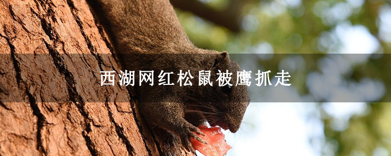 西湖网红松鼠被鹰抓走