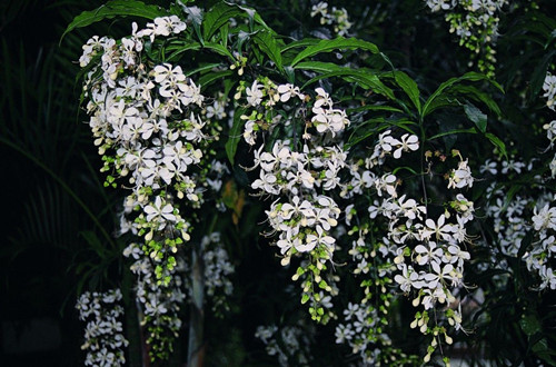 src=http___imgs.weekendhk.com_wp-content_uploads_2018_03_clerodendrum-wallichii_13730101115aa79c6ad7028.jpg&refer=http___imgs.weekendhk_副本.jpg