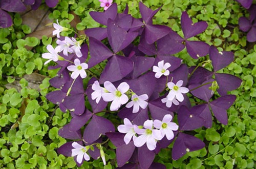 src=http___i0.szhomeimg.com_UploadFiles_Images_2007_08_02_0214375878.jpg&refer=http___i0.szhomeimg_副本.jpg