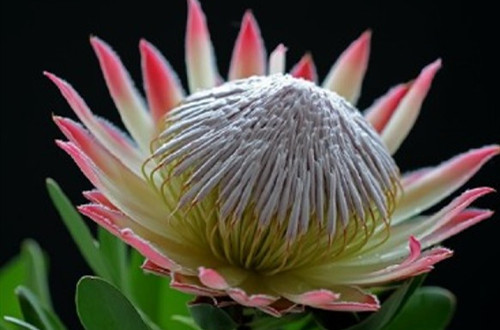 src=http___img4q.duitang.com_uploads_blog_201504_26_20150426155527_sTJfA.thumb.700_0.jpeg&refer=http___img4q.duitang_副本.jpg