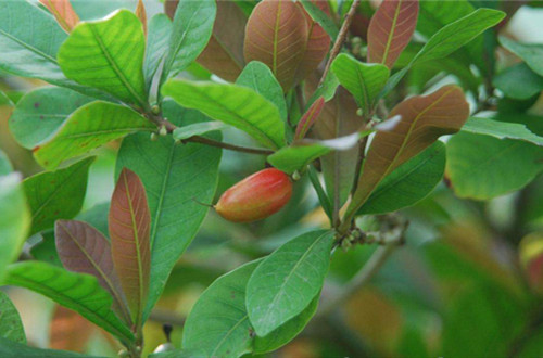 src=http___imgsa.baidu.com_baike_pic_item_b3119313b07eca80ee95c1f99e2397dda1448318.jpg&refer=http___imgsa.baidu_副本.jpg