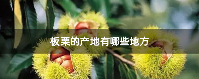 板栗的产地有哪些地方