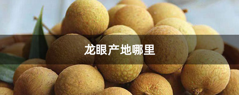 龙眼产地哪里