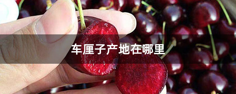 车厘子产地在哪里