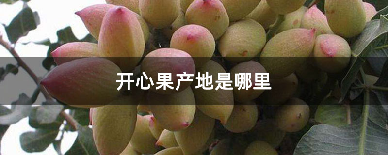 开心果产地是哪里