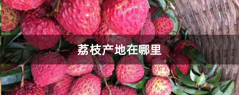 荔枝产地在哪里