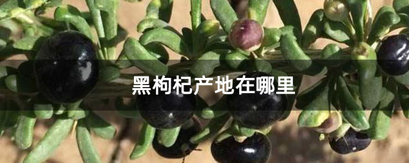 黑枸杞产地在哪里