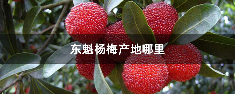 东魁杨梅产地哪里
