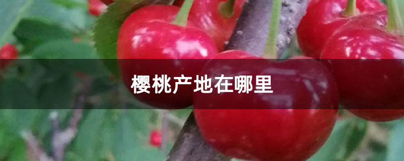 樱桃产地在哪里