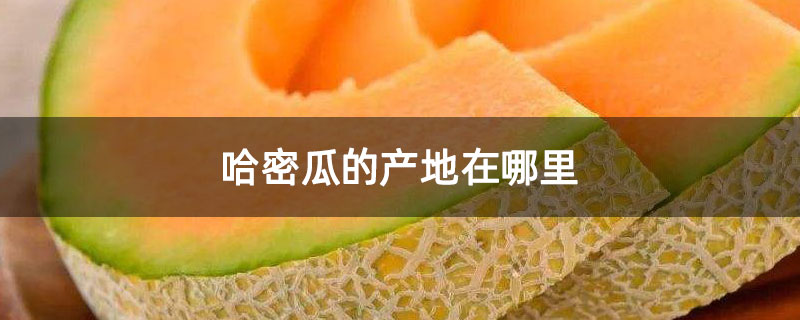 哈密瓜的产地在哪里