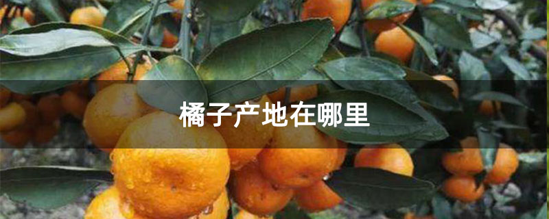 橘子产地在哪里