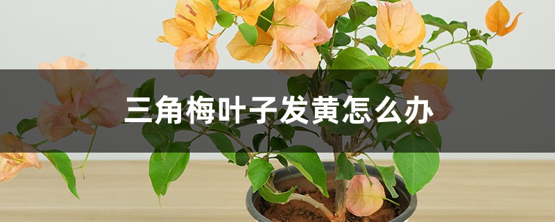 三角梅叶子发黄怎么办