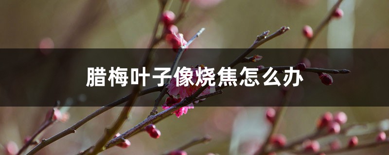 腊梅叶子像烧焦怎么办