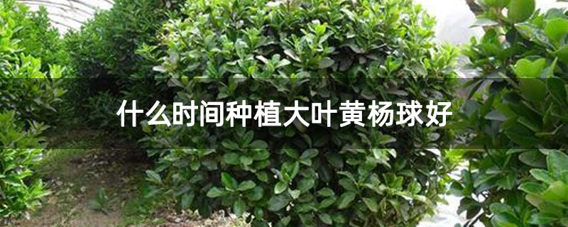 什么时间种植大叶黄杨球好