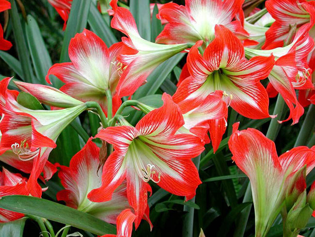 春节开花的花卉，这几种很好养