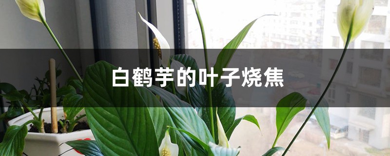 白鹤芋的叶子烧焦怎么办