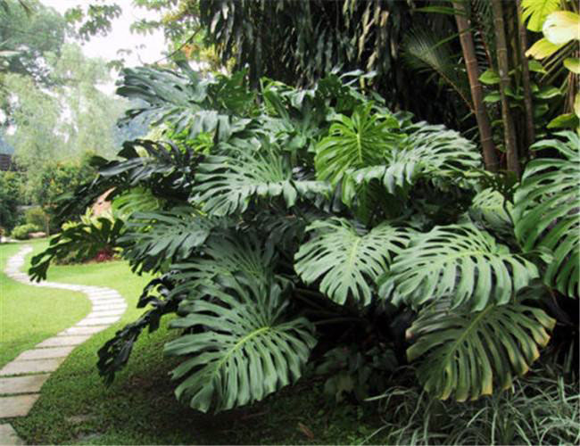 5种观叶植物可增加空气湿度