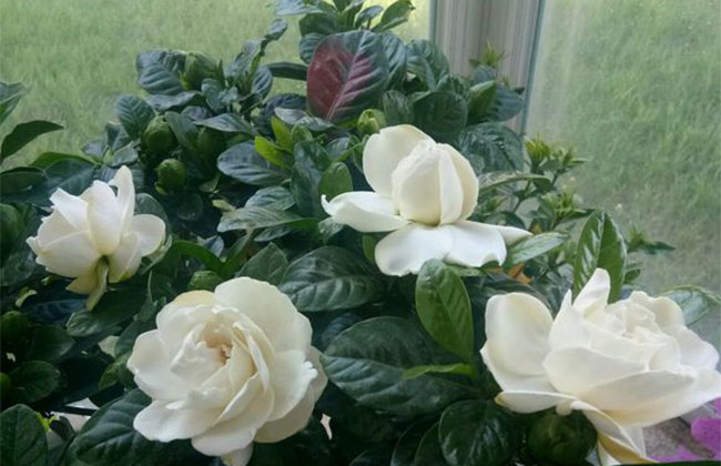 栀子花