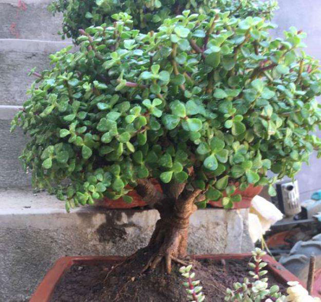 5种便宜花卉，越养越值钱