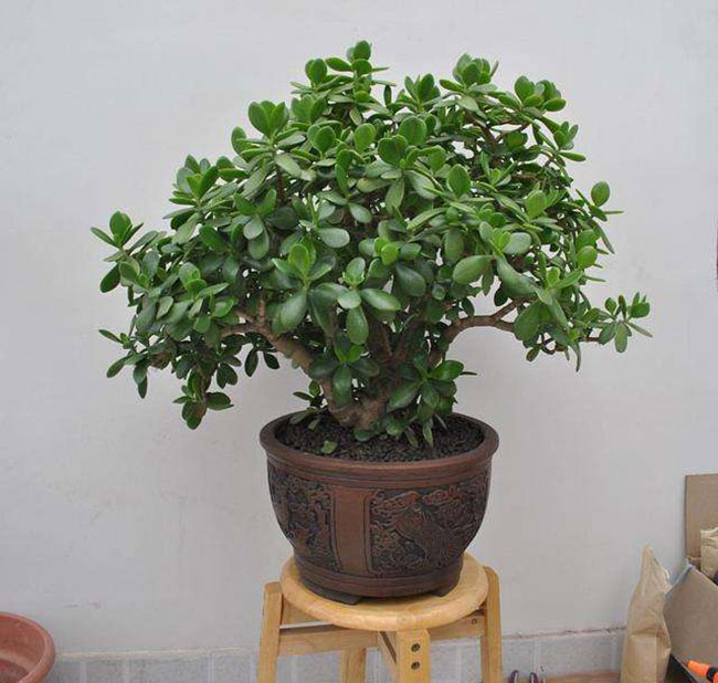 5种便宜花卉，越养越值钱