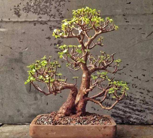5种便宜花卉，越养越值钱