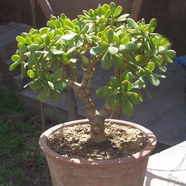 5种便宜花卉，越养越值钱