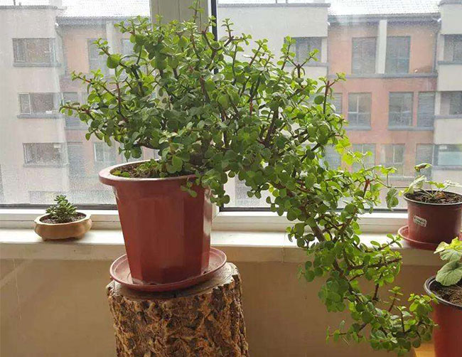 四季常青的盆景植物有哪些?常绿的观花盆景介绍