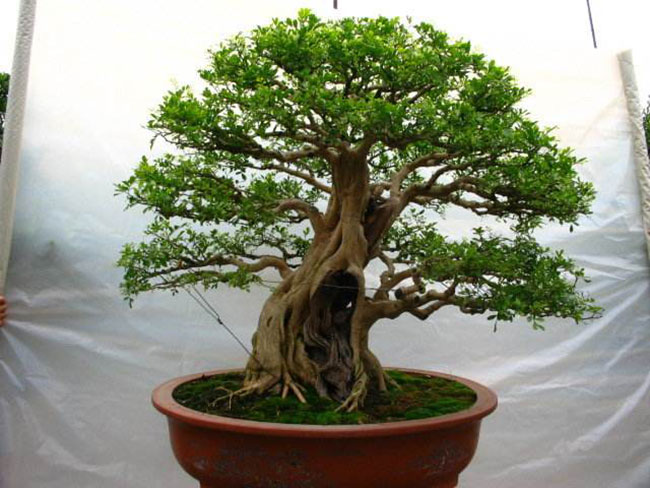 5种便宜花卉，越养越值钱