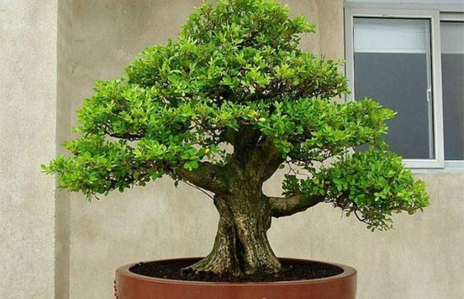 观花盆景哪些品种好?观花类盆景品种大全介绍