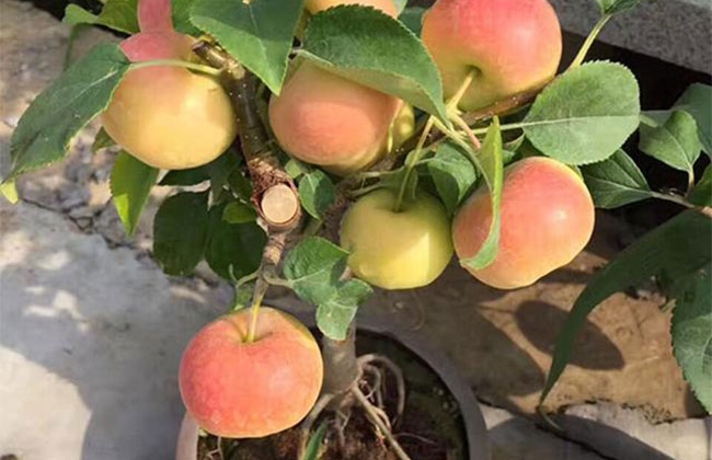 观花盆景哪些品种好?观花类盆景品种大全介绍