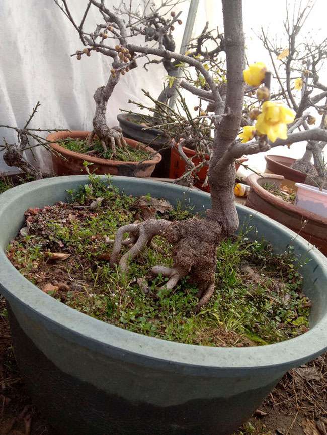 南方什么树做盆景最好?南方盆景树种大全