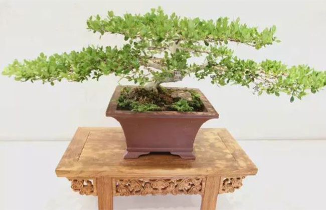 南方什么树做盆景最好?南方盆景树种大全