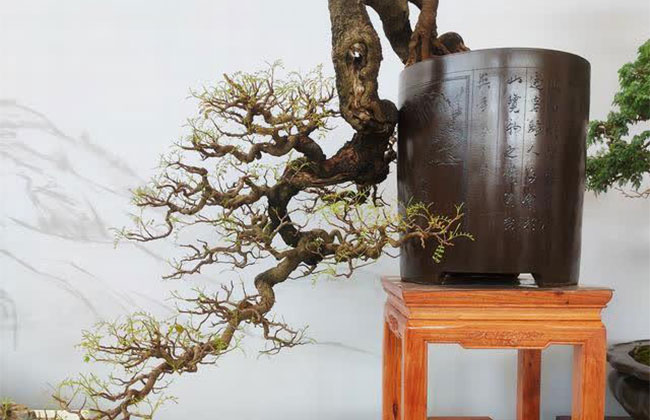 南方什么树做盆景最好?南方盆景树种大全
