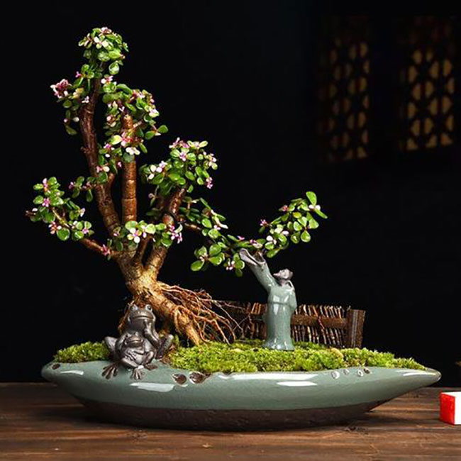 南方盆景树种有哪些?南方常见盆景树种简介