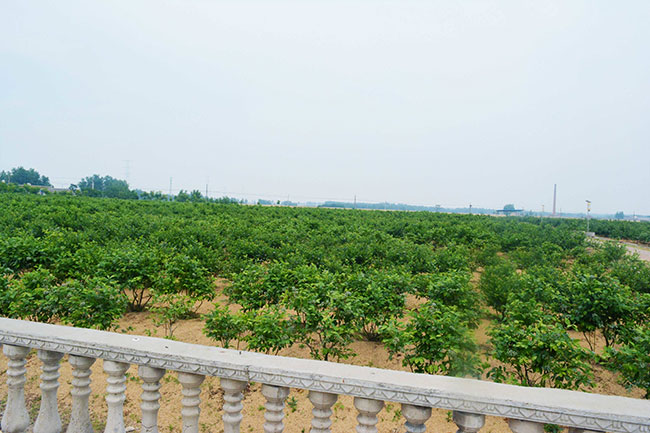 家庭农场
