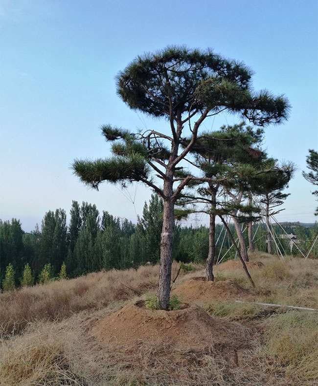 杂木类盆景的树种有哪些?杂木盆景常见树种简介